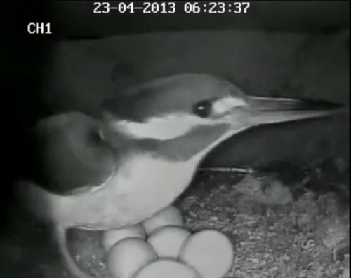 Kingfisher returns to brood eggs